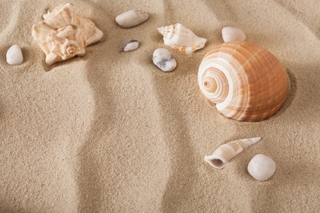 Sea beach sand background with seashells. Natural seashore textured surfaceの写真素材