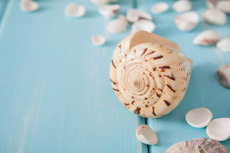 Seashells closeup on blue wood, sea vacation background with copy space on wooden planksの写真素材