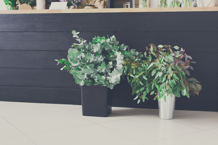 Flower shop background. Floral design studio, decorations and arrangements. Flowers delivery service and sale of home plants in pots, filtered imageの写真素材