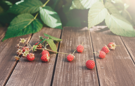 Raspberries closeup on wooden table outdoors at raspberry bush with green leaves background. Summer...