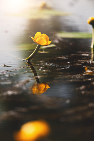 Lovely yellow water lilly. Nenuphar in sun beams reflecting in water, flower background.の写真素材