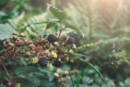 Branch of wild blackberry with ripe fruits close-up in the forestの写真素材