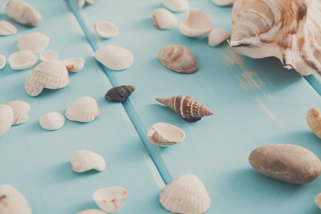 Seashells, corals on blue wood, sea vacation background with copy space on wooden planksの写真素材
