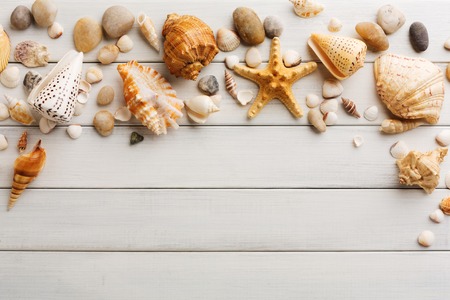 Seashells flat lay, top view on white wood, sea vacation background on wooden planks, copy space