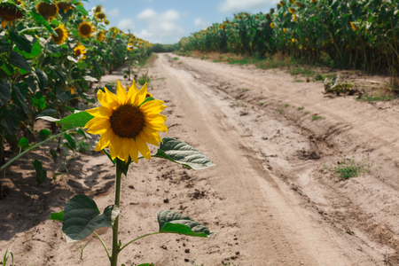 Sunflowers at field background. Agricultural business, sunflower oil production. Summer farming.の写真素材