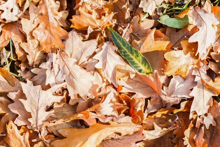 Fall season, brown oak leaves background. Forest in nature.の写真素材