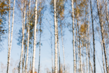 Autumn forest trees and sky blurred background. Fall season trees with yellow foliage bokeh, forest in nature.の写真素材