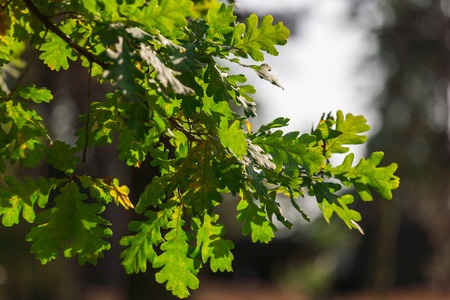 Early autumn green oak leaves and sky background. Fall season trees with green foliage bokeh, forest...