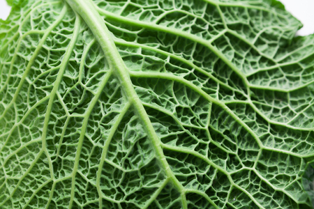 A leaf of a savoy cabbage closeup, the leaf veins and texture, macroの写真素材