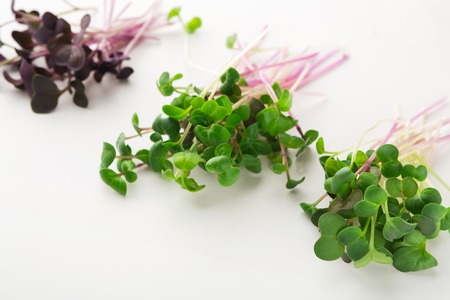 Micro greens variety isolated on white background, copy space. Assortment of baby, mockup for healthy eating and organic restaurant cooking advertisementの写真素材
