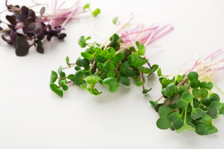 Micro greens variety isolated on white background, copy space. Assortment of baby, mockup for healthy eating and organic restaurant cooking advertisement