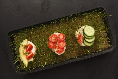 Top view of healthy mini sandwiches on growing wheat micro greens. Vegetarian canape with cherry tomato and creamy cheese at natural green background. Eating right conceptの写真素材