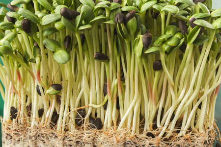 Fresh micro greens isolated at green background reflecting in glass table. Growing cabbage sprouts for healthy salad. Eating right, stay young and modern restaurant cuisine conceptの写真素材