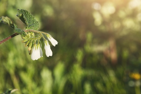 Small white flower closeup. Flower background at spring meadow with bright sun light, copy spaceの写真素材