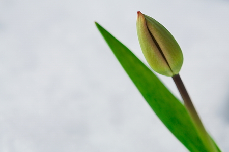 Tulip bud growing through snow during the last days of winter. Nature awakening, first flowers, thaw, looking for spring conceptの写真素材