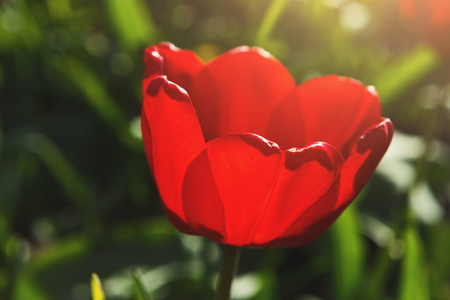 Beautiful blossoming scarlet red tulip closeup. Flower background.の写真素材