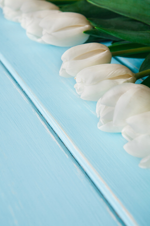 White tulips on blue wood background, copy space. Bouquet of spring fresh flowers, mockup for greeting cardの写真素材