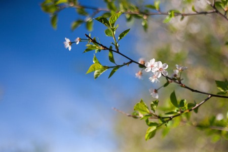 Cherry tree blossom background, closeup of beautiful branch with small white flower buds. Spring...