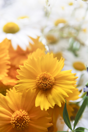 White and yellow daisies in morning closeup. Flower and floral design background, spring or summer meadow wallpaperの写真素材