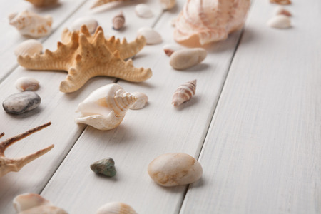 Seashells and starfish flat lay on white wood, sea vacation background on wooden planksの写真素材