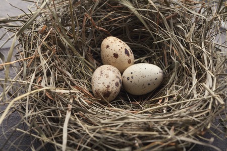 Quail eggs in nest on gray stone background. Easter composition or mockup for organic farm advertisement, closeupの写真素材