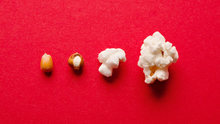 Stages of popcorn preparation from maize kernel to fluffy salty snack on red background, top view, copy spaceの写真素材