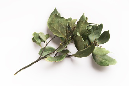 Branch of dry bay leaves isolated on white background. Traditional organic spiceの写真素材