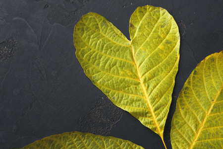 Autumn season background, green ash leaf in heart form on grey stone table closeup, top view. Love to nature, autumn, fall conceptの写真素材