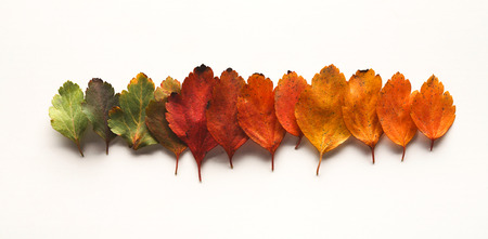 Autumn season colourful oak leaves pattern isolated on white background with copy space, top viewの写真素材