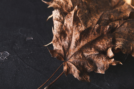 Fall season background, brown maple leaves on black stone background with copy space. Autumn, fall, nature conceptの写真素材