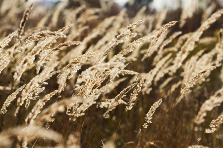 Autumn background. Golden ears of wheat on the farm fieldの写真素材