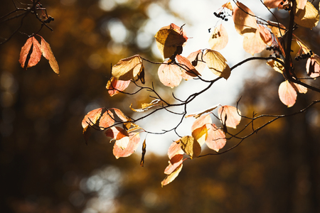 Golden and red leaves at autumn. Beautiful nature backgroundの写真素材