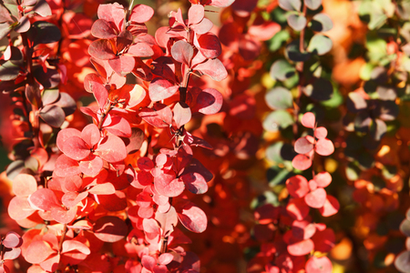 Barberry autumn bush with red leaves closeupの写真素材