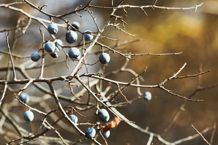 Blue berries of blackthorn on branch in sunny autumn dayの写真素材