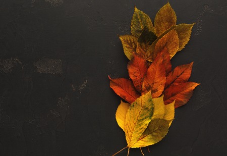 Colourful ash leaves on black stone background with copy space. Autumn, fall, nature conceptの写真素材