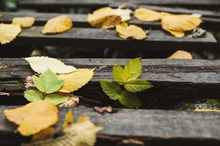 Autumn still life. Fallen yellow leaves on old railroad tracks