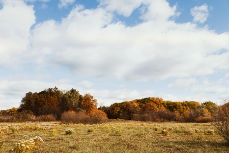 Autumn vibes. Golden forest landscape at blue cloudy sky backgroundの写真素材