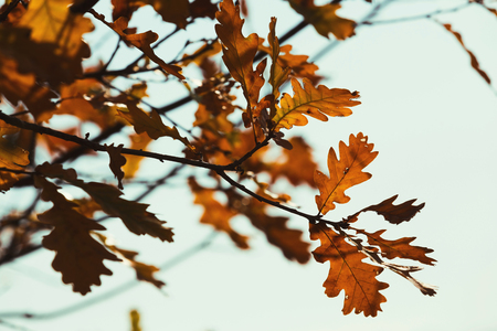 Autumn background. Oak branches with golden fall leaves against blue sunny sky