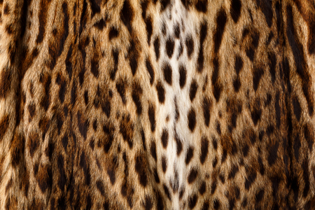 Fure texture with leopard print. Wild background conceptの写真素材
