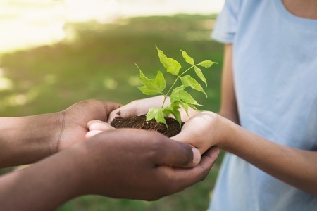 Two volunteers hands holding and caring young green tree. Planting tree, love nature, save the world...