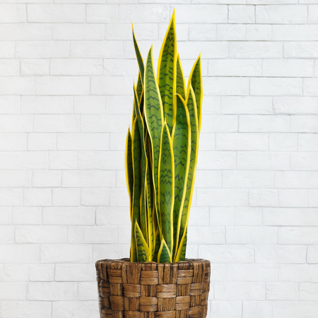Houseplant snake plant in diy pot over white brick wall, cropの写真素材
