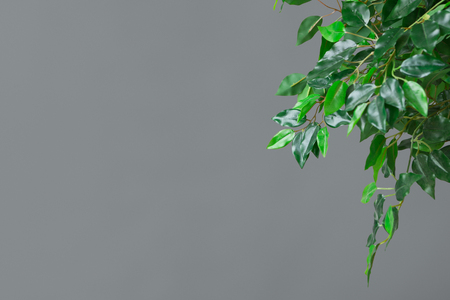 Green ficus tree leaves over grey background with free space, closeupの写真素材