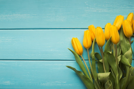 Yellow tulips on a blue background, copy spaceの写真素材