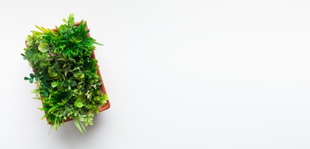 Evergreen plant in pot on white desk background, top view, free spaceの写真素材