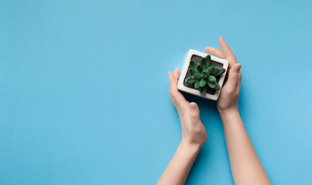 Woman holding succulent plan on blue background with free space, top viewの写真素材