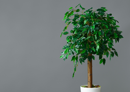 Flower pot with ficus tree standing at grey background. House plants store conceptの写真素材
