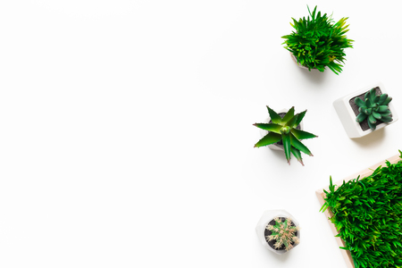 Decorative plants in pots on white background with copy space, top viewの写真素材