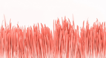 Pink grass on white background, copy space. Abstract background conceptの写真素材