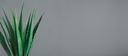 Agave leaves at grey background. Plants in interior concept, copy spaceの写真素材