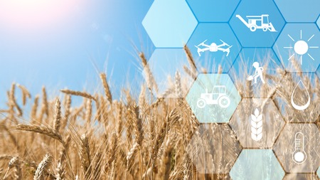 Smart farming and agritech. Precision agriculture network icons on wheat field background, empty...